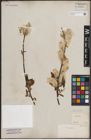 Foto von Salix discolor Muhl.